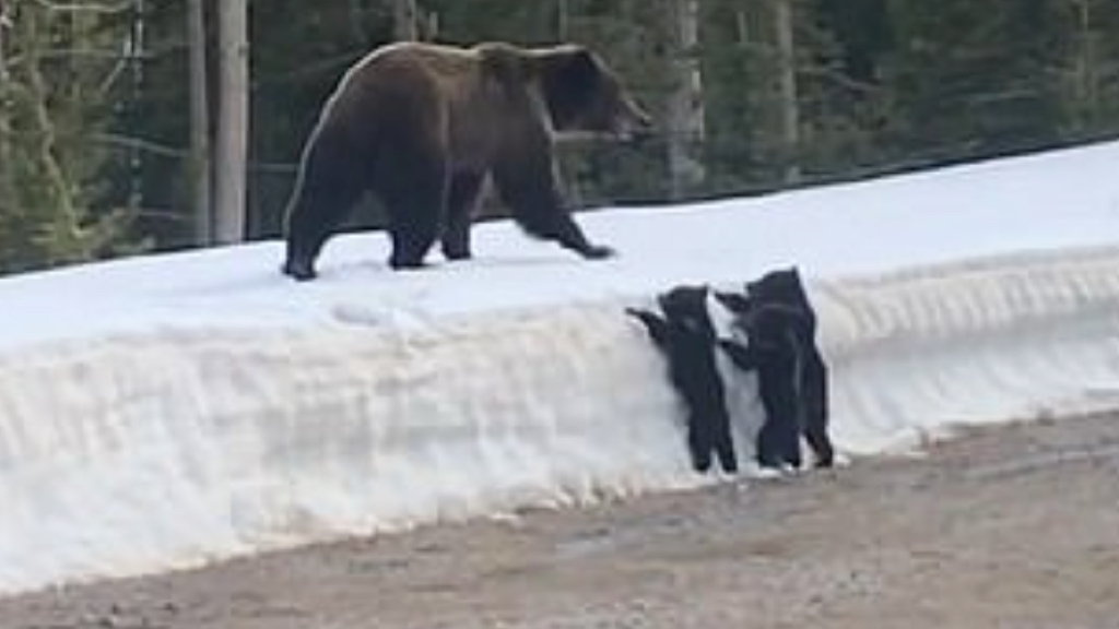 Don't Mess With Mama: Watch As Grizzly Bear Charges At Car When Driver 