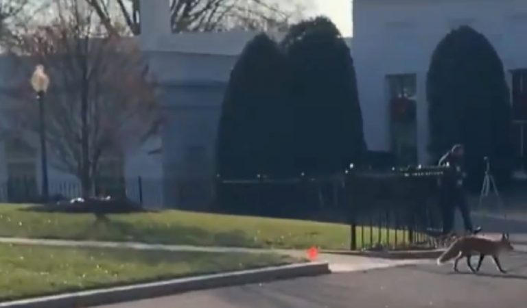 Social Media Reacts After A Fox Is Seen Running Around White House Lawn: “He Knows There’s A Big Fat Chicken Inside”